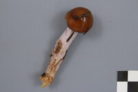 Cortinarius stillatitius image